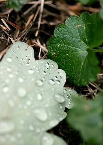 Leafs water drops macro hq