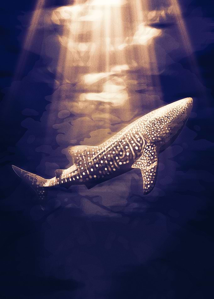 Whale Shark