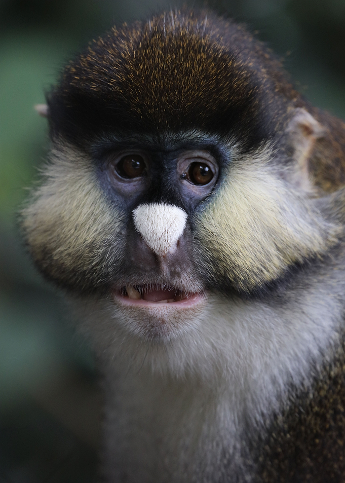 White nose
