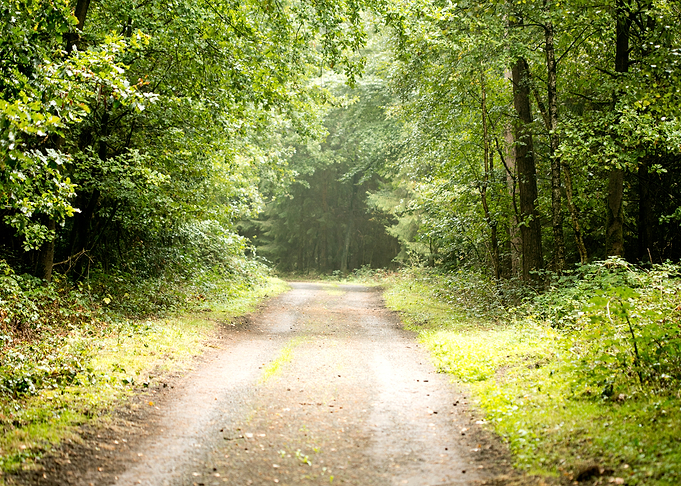 Forest road trip
