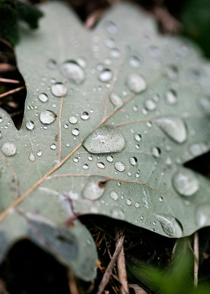 Leafs water drops macro hq