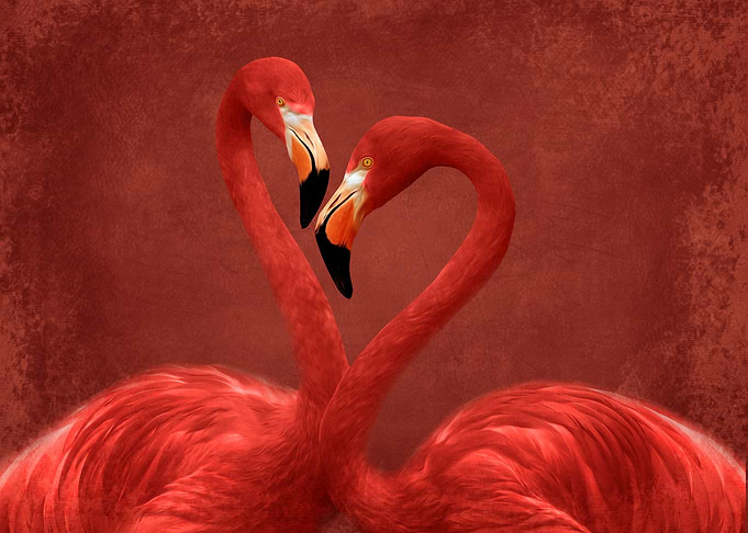 Flamingos in love