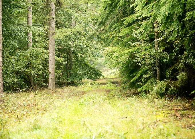 Forest road trip
