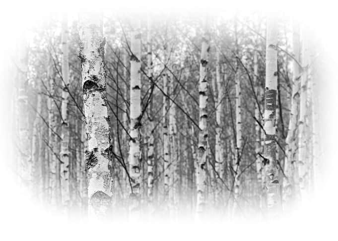 Birch tree forest