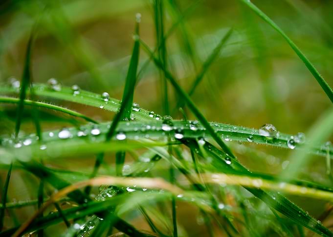 Leafs water drops macro hq