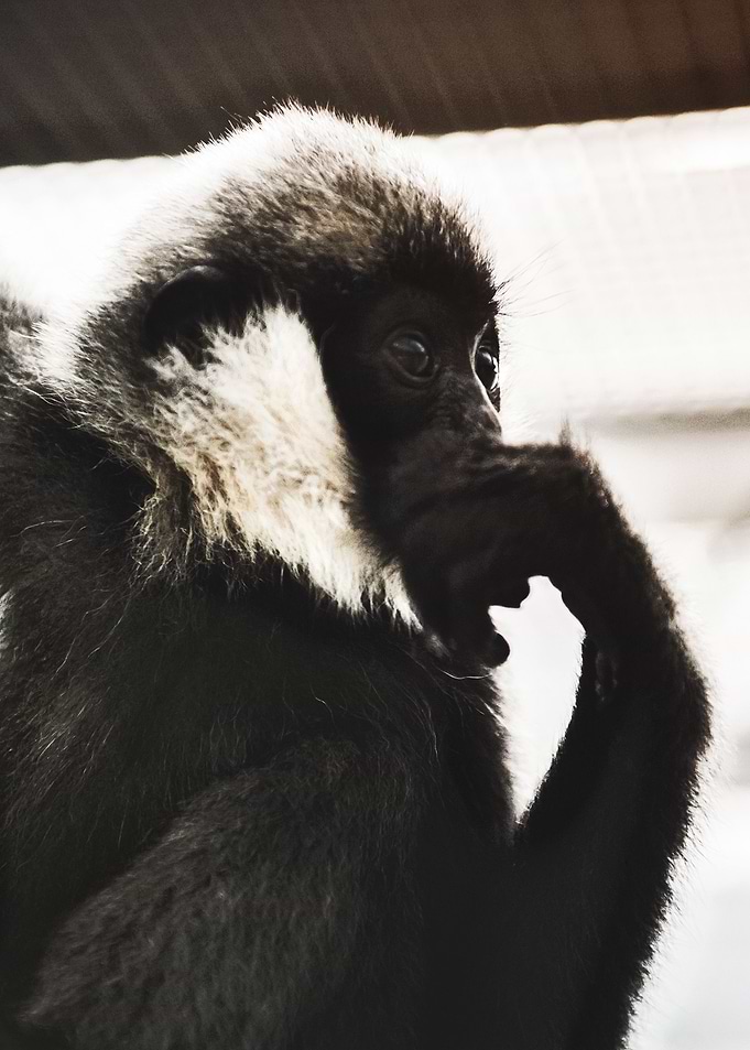 The Thinking Monkey