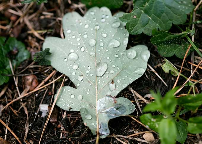 Leafs water drops macro hq