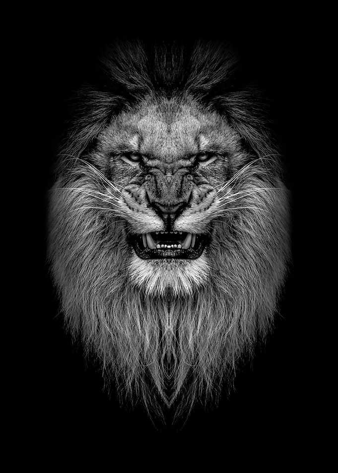 angry lion head poster
