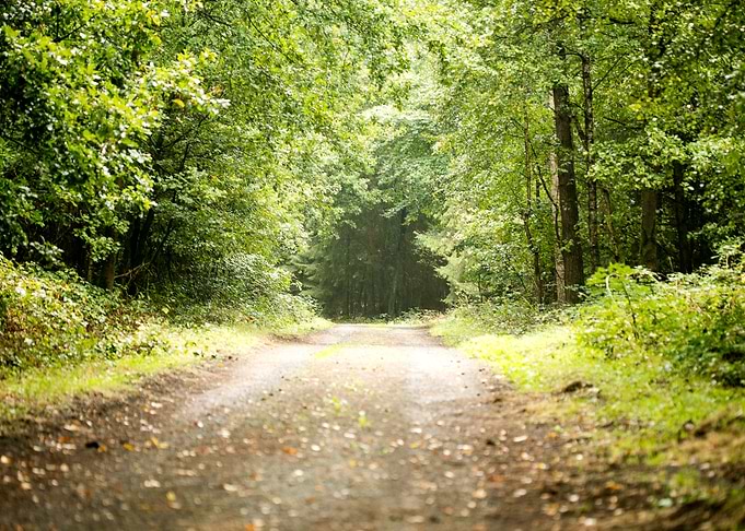 Forest road trip