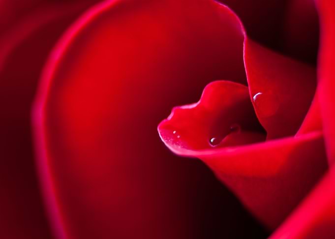 Dew On Rose