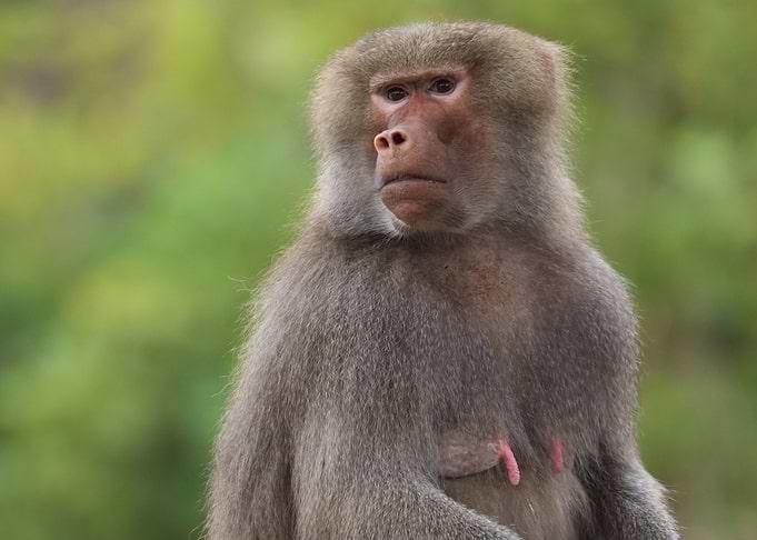 Mama baboon