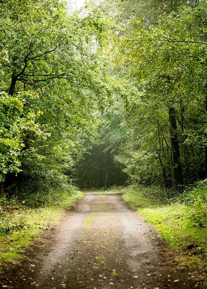 Forest road trip