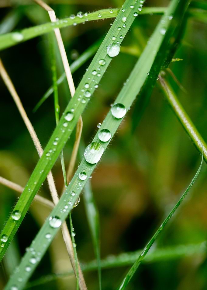 Leafs water drops macro hq