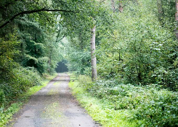 Forest road trip
