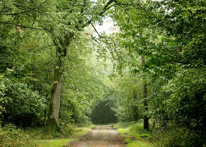 Forest road trip