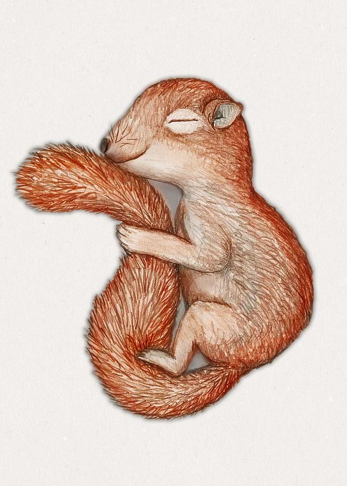 Hibernating squirrel