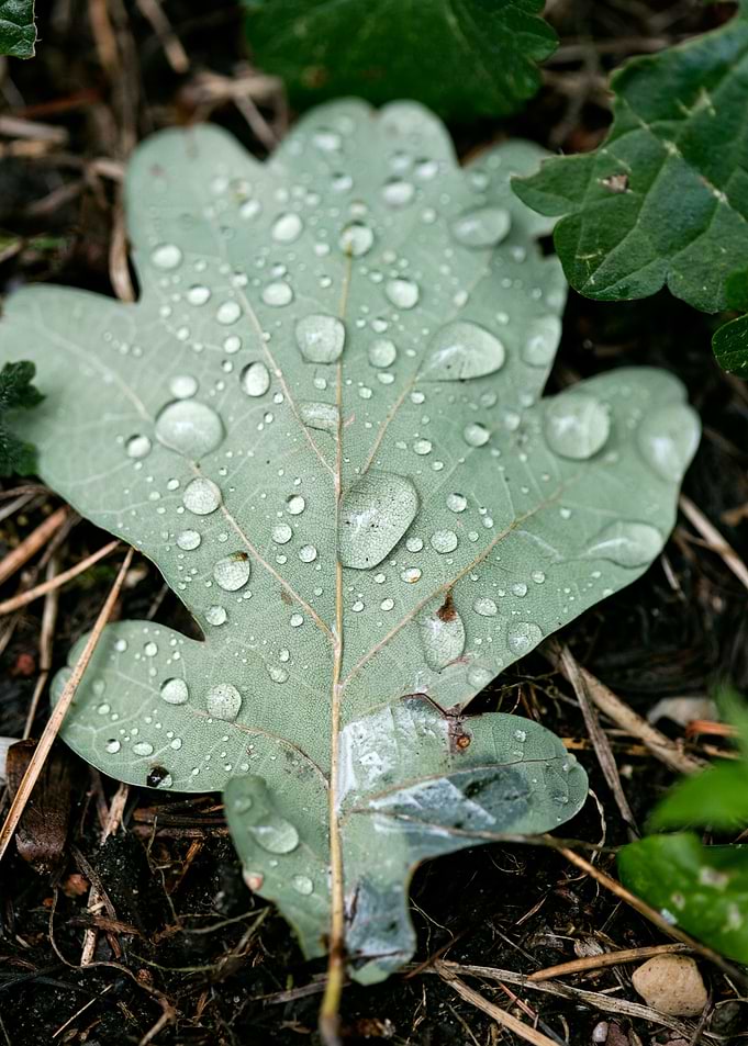 Leafs water drops macro hq