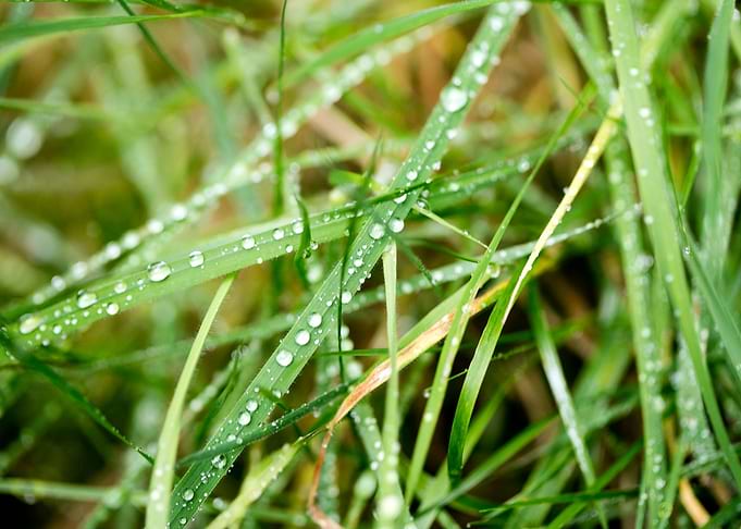 Leafs water drops macro hq