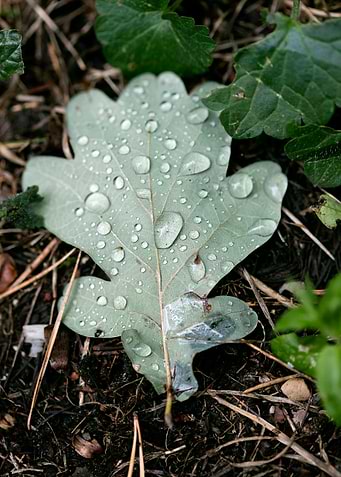 Leafs water drops macro hq