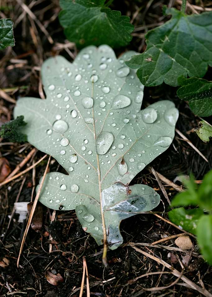 Leafs water drops macro hq