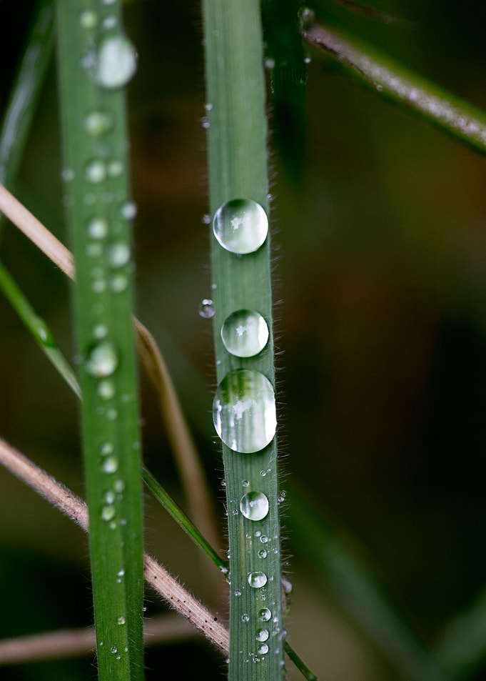 Leafs water drops macro hq
