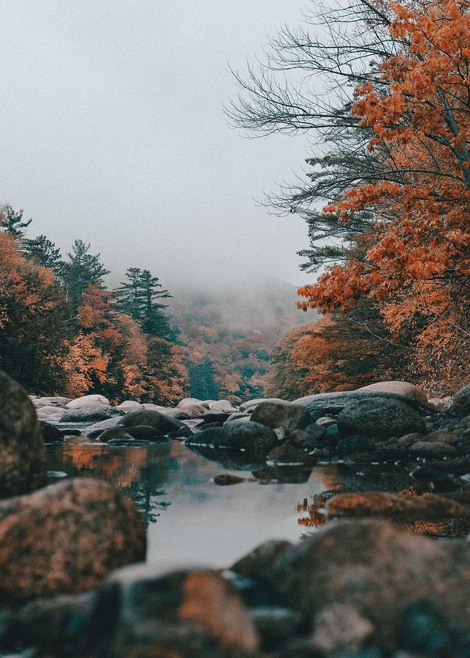 Lake of leaves