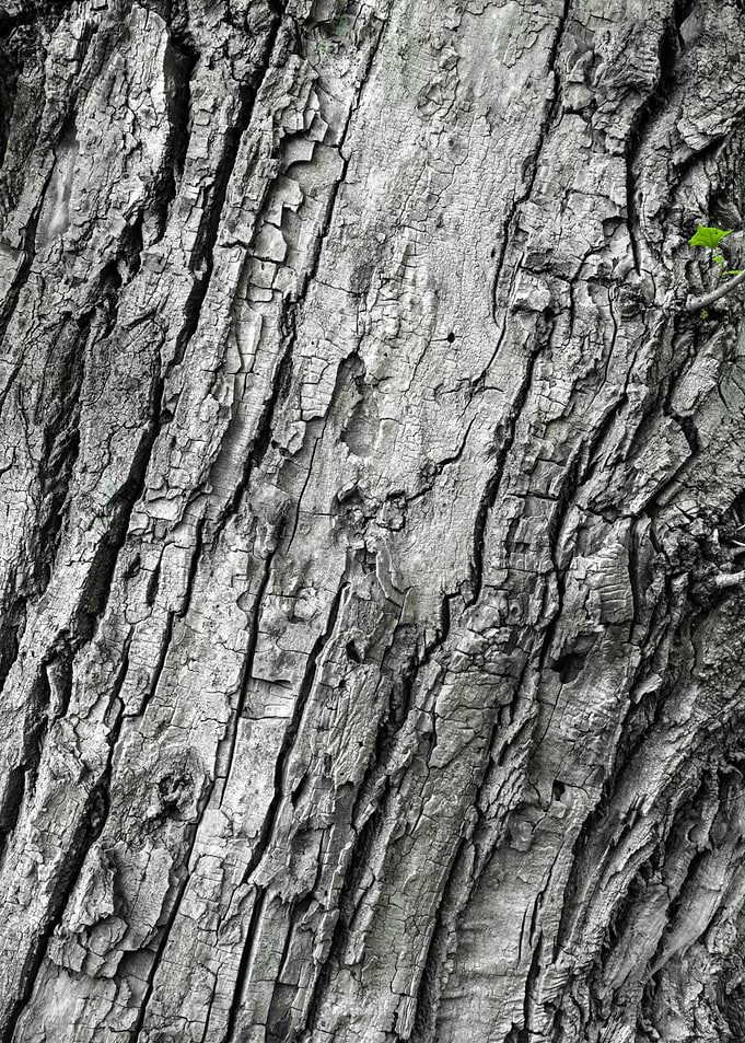 Tree 1