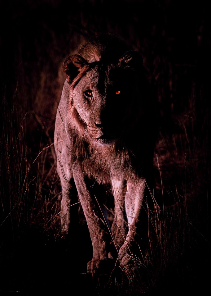 Night Stalker