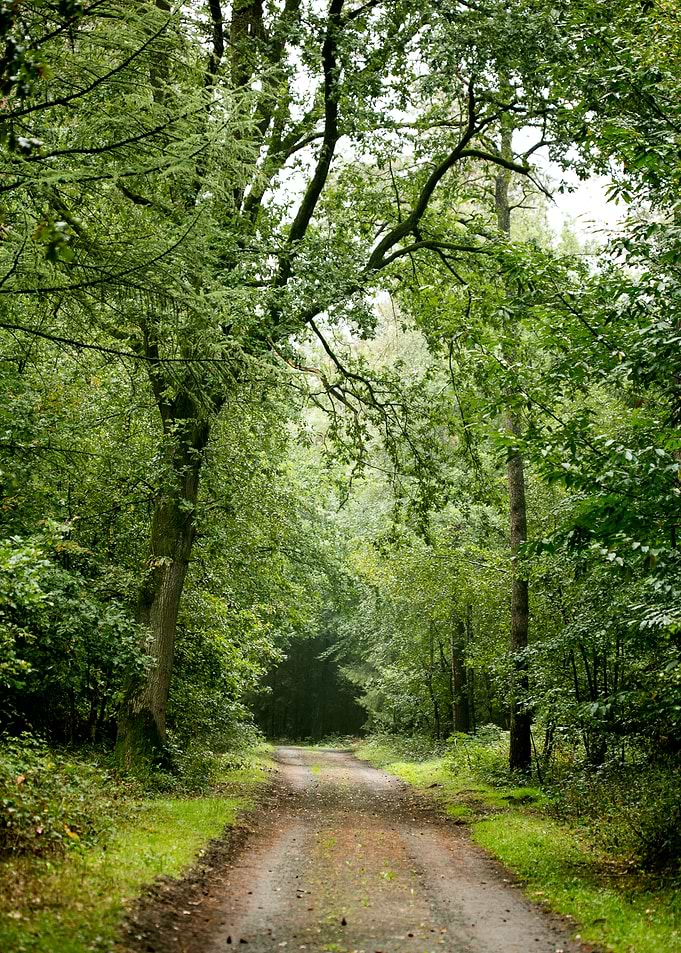 Forest road trip