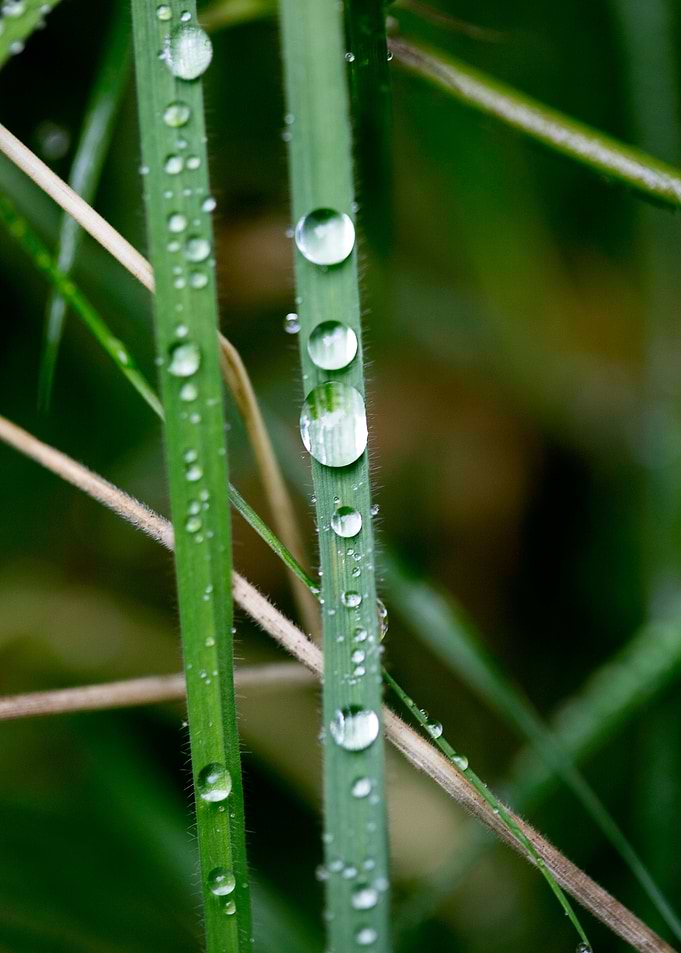 Leafs water drops macro hq