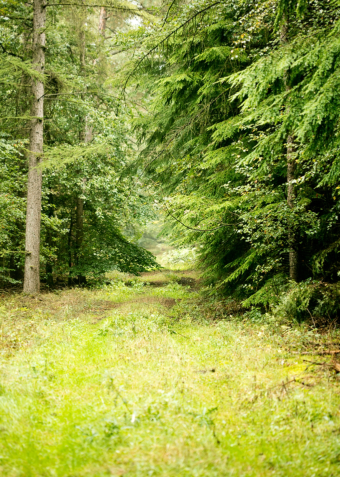 Forest road trip