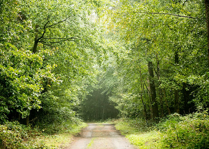 Forest road trip
