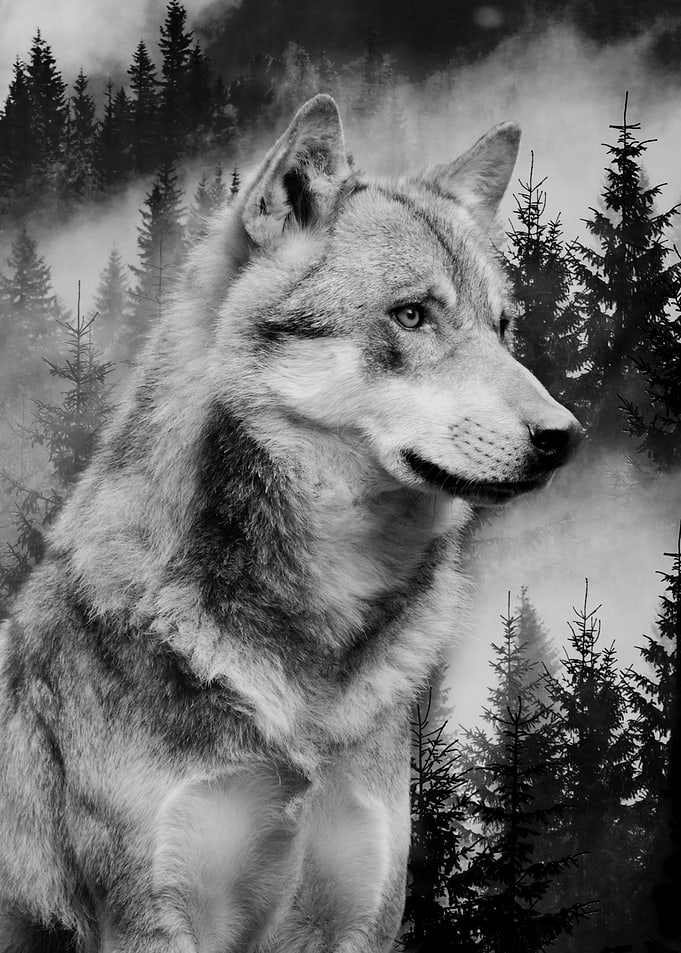 Wolf Forest Black&White