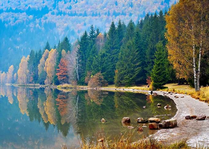 Forest River