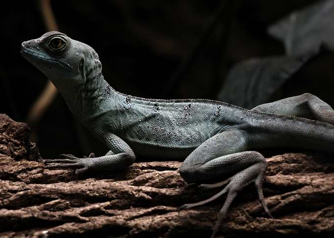 Sly Lizard