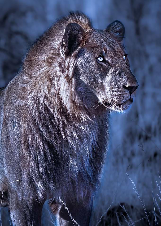 Winter Guardian