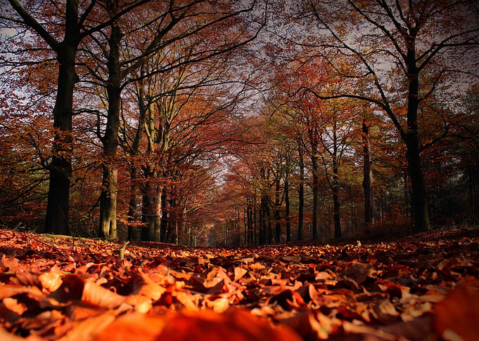 Autumn Forest