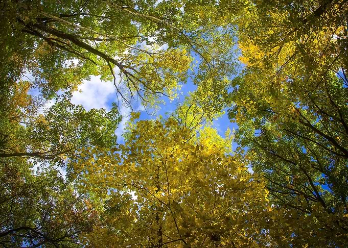 Green Forest