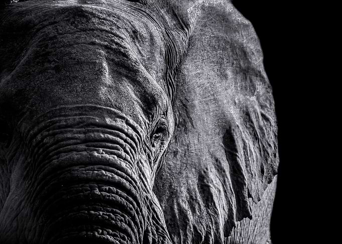 Face of Wisdom