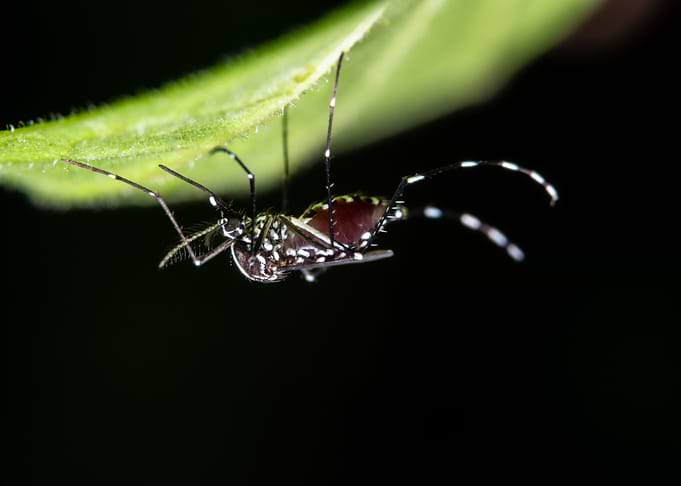 Macro mosquito on the lea