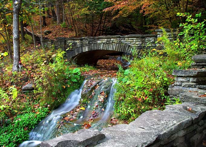 Forest Waterfall