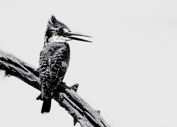 Pied Kingfisher