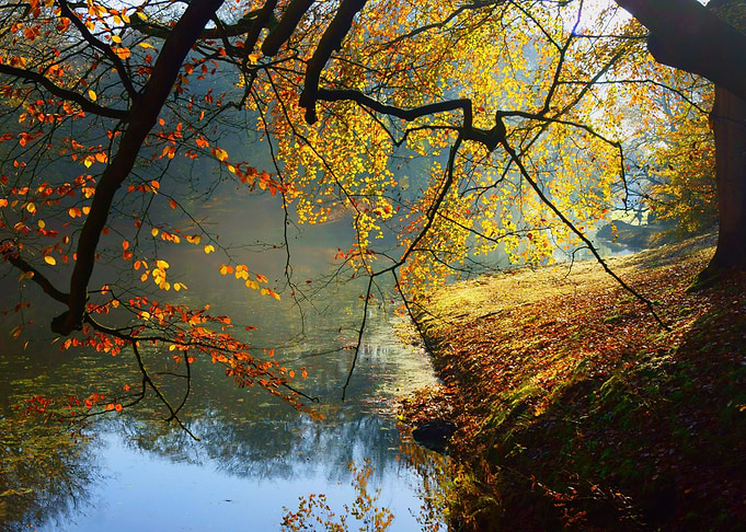 Autumn Forest