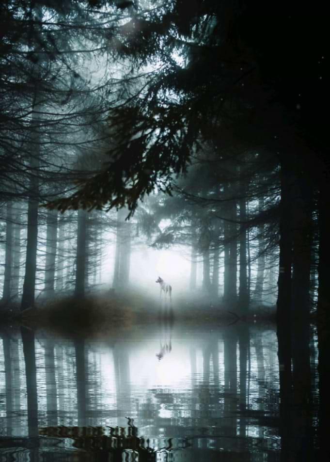 Wolf in the Woods mirror