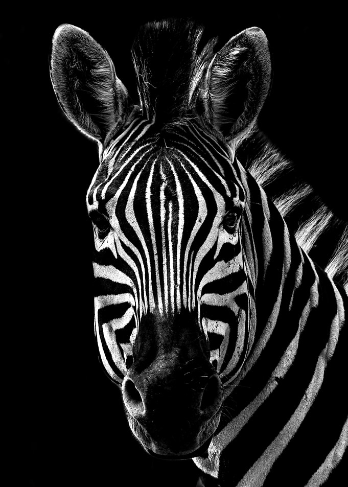 A Black and White