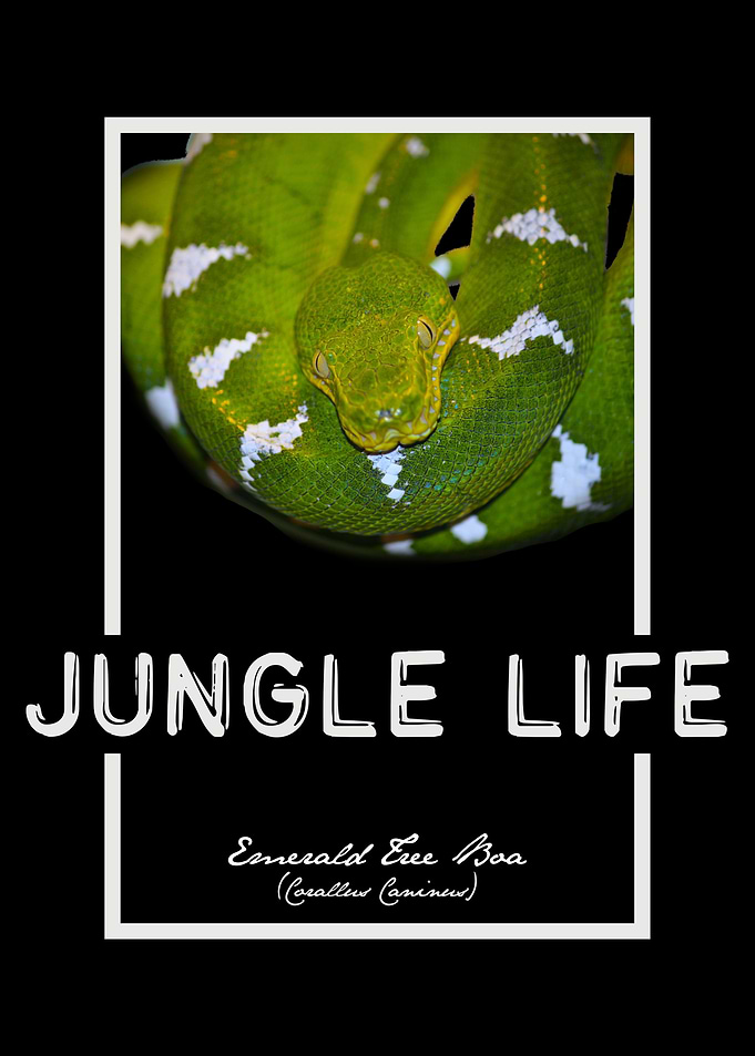 Emerald Tree Boa Jungle