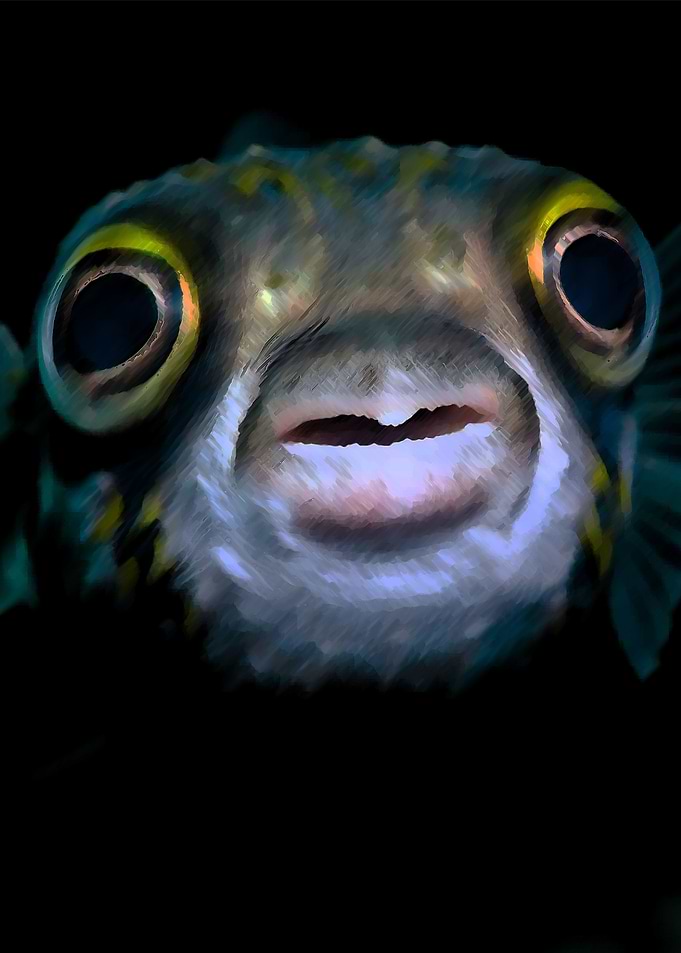 pufferfish nature fish