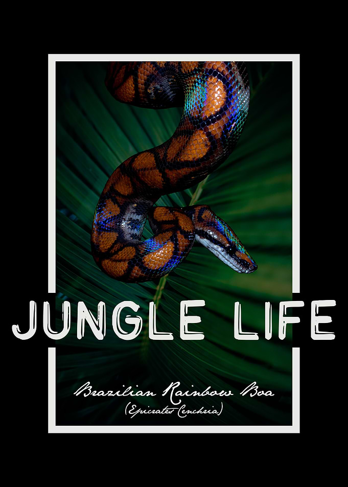 Brazilian Rainbow Boa