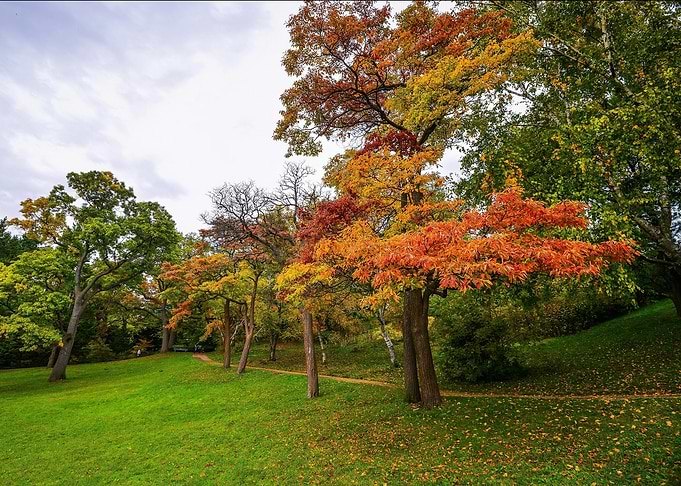 Autumn Forest