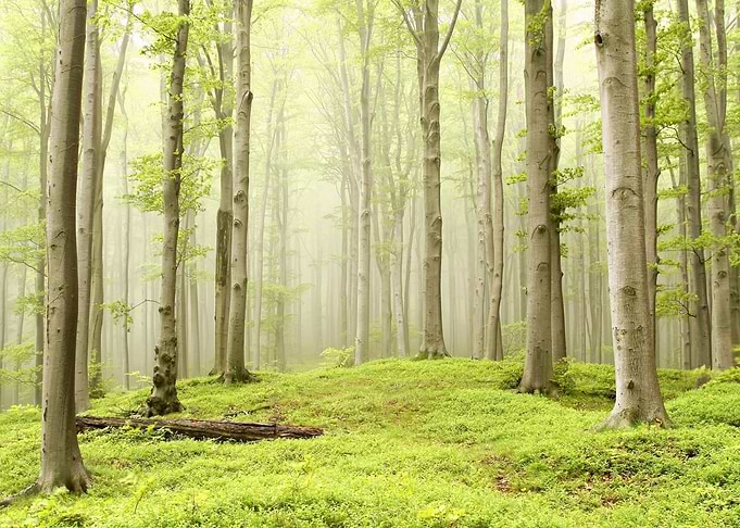 Beautiful Nature Landscape